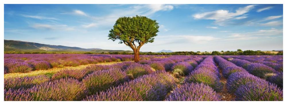 Lavender field and almond tree, Provence, France-Paper Art-74"x26"