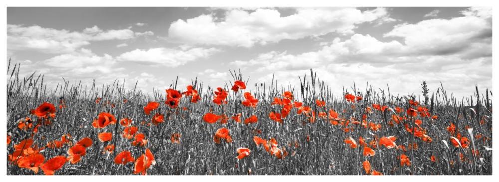Poppies in corn field, Bavaria, Germany-Paper Art-74"x26"