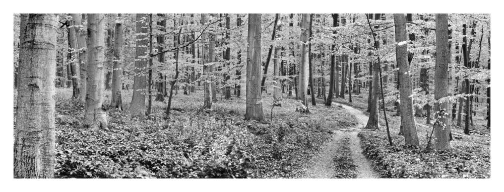 Beech forest, Germany-Paper Art-38"x14"