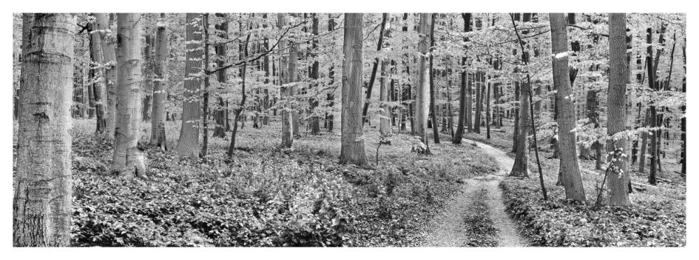 Beech forest, Germany-Paper Art-56"x20"