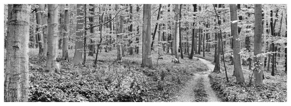 Beech forest, Germany-Paper Art-74"x26"