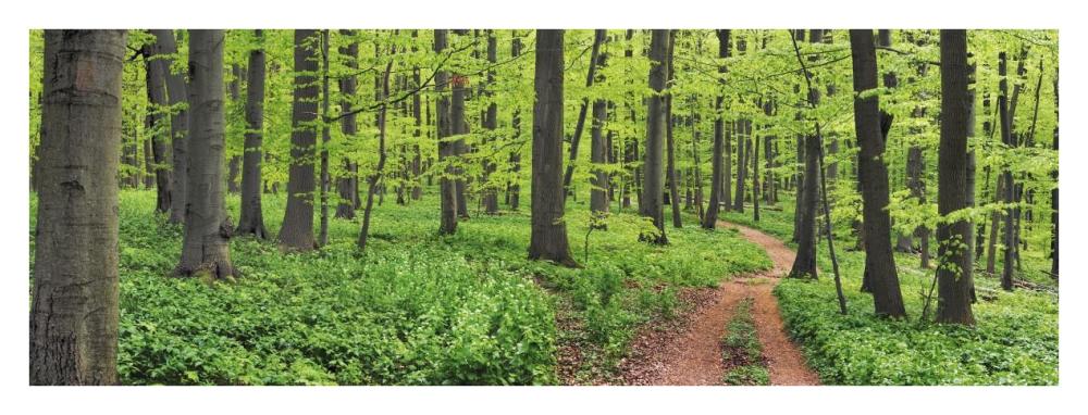 Beech forest, Germany-Paper Art-38"x14"