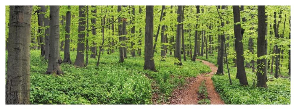 Beech forest, Germany-Paper Art-56"x20"