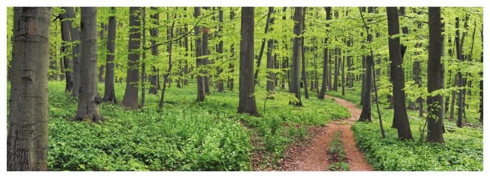 Beech forest, Germany-Paper Art-74"x26"