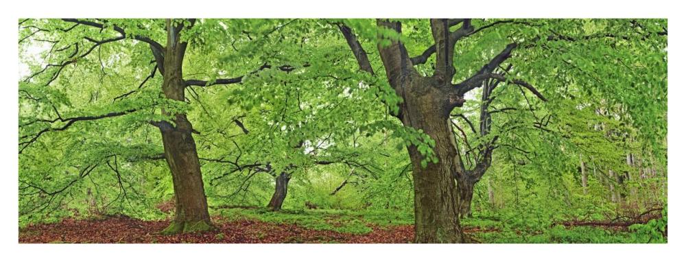 European beech, Kellerwald, Germany-Paper Art-38"x14"