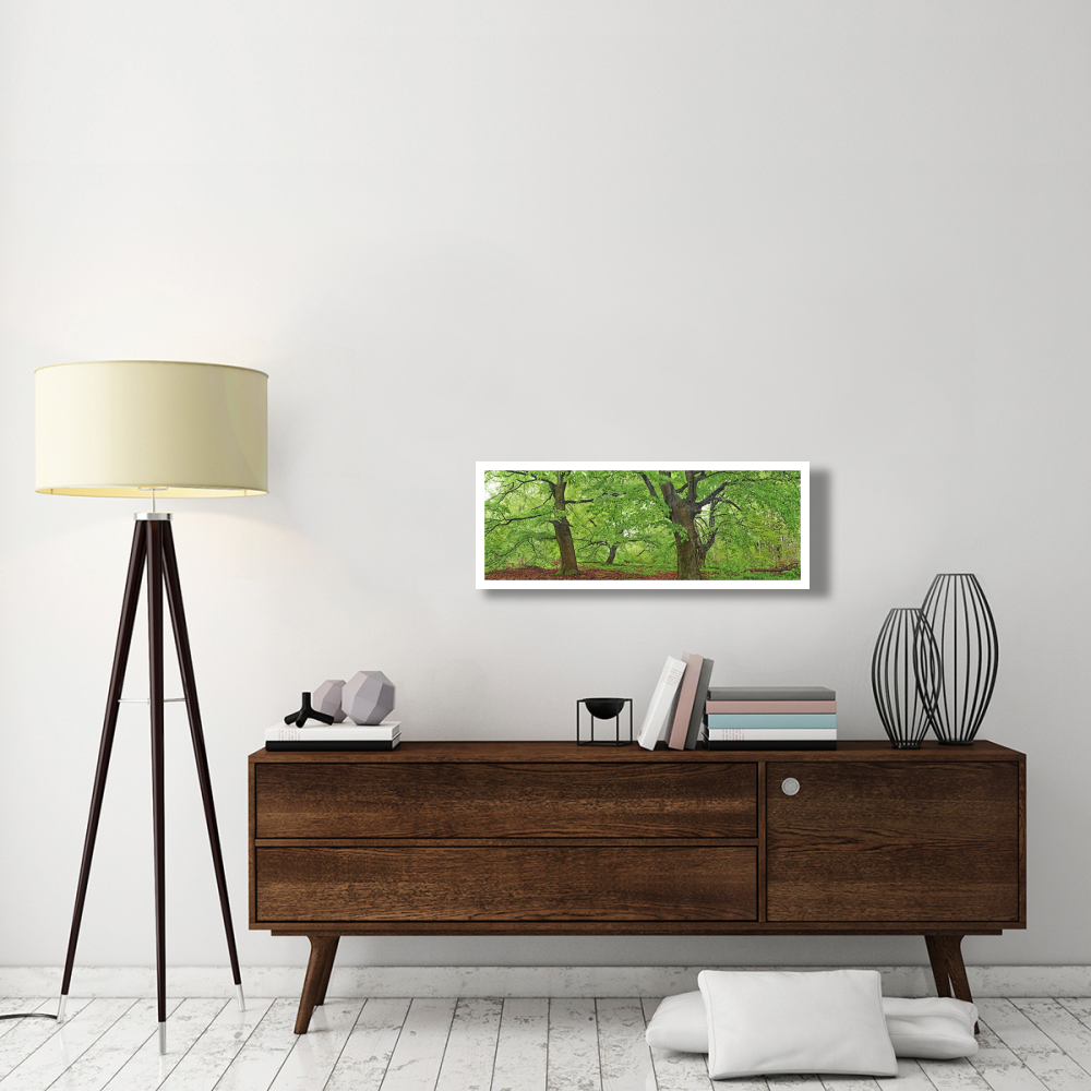 European beech, Kellerwald, Germany-Paper Art-38&quotx14"