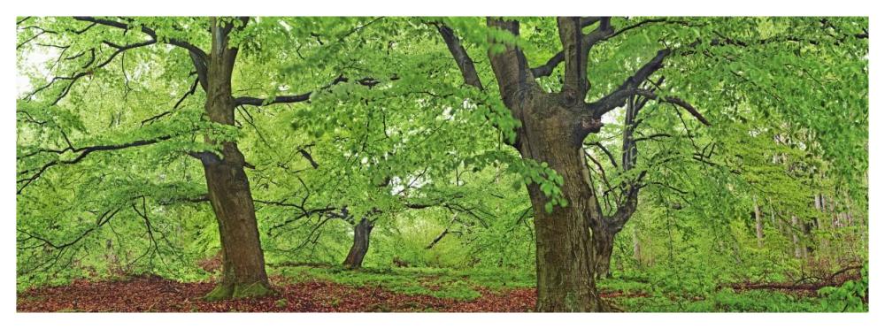 European beech, Kellerwald, Germany-Paper Art-56"x20"