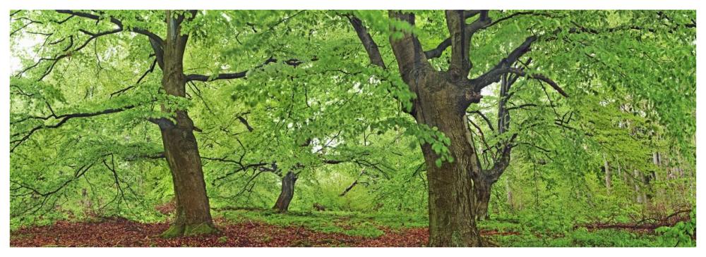 European beech, Kellerwald, Germany-Paper Art-74"x26"