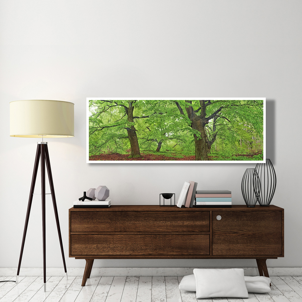 European beech, Kellerwald, Germany-Paper Art-74&quotx26"