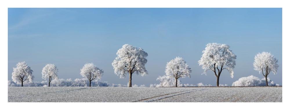 Alley tree with frost, Bavaria, Germany-Paper Art-38"x14"