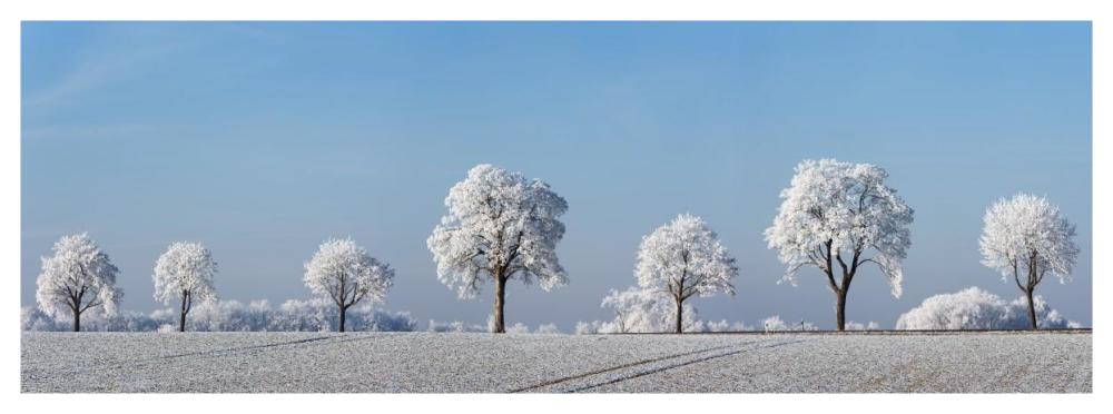 Alley tree with frost, Bavaria, Germany-Paper Art-56"x20"