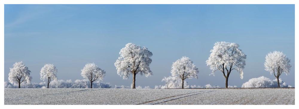Alley tree with frost, Bavaria, Germany-Paper Art-74"x26"