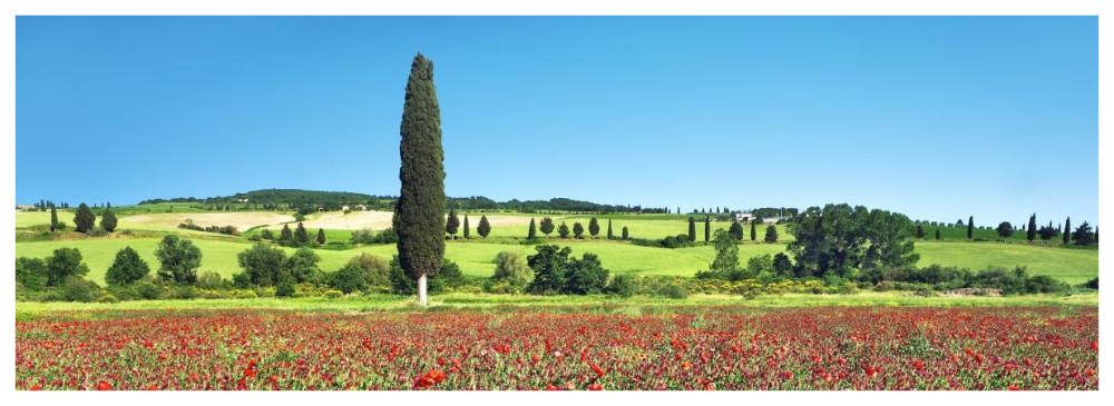 Cypress in poppy field, Tuscany, Italy-Paper Art-74"x26"