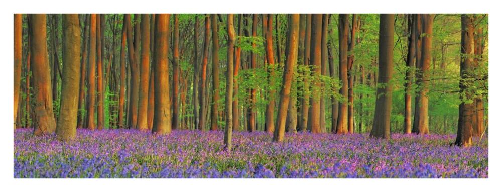 Beech forest with bluebells, Hampshire, England-Paper Art-38"x14"