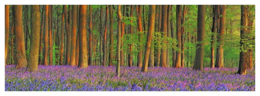 Beech forest with bluebells, Hampshire, England-Paper Art-56"x20"