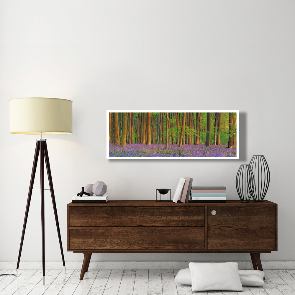 Beech forest with bluebells, Hampshire, England-Paper Art-56&quotx20"