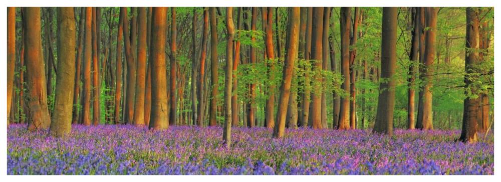 Beech forest with bluebells, Hampshire, England-Paper Art-74"x26"