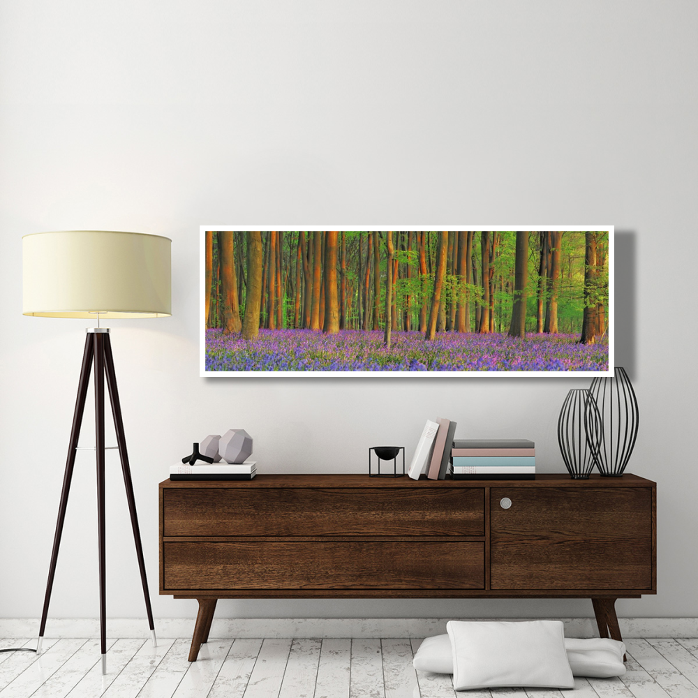 Beech forest with bluebells, Hampshire, England-Paper Art-74&quotx26"