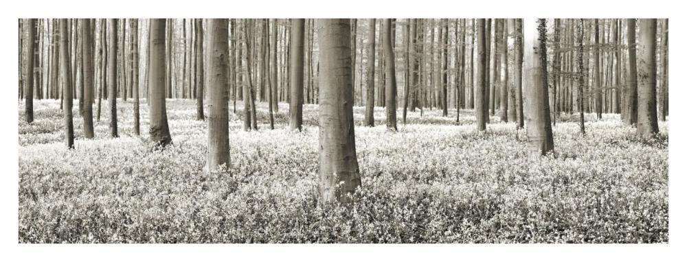 Beech forest with bluebells, Belgium-Paper Art-38"x14"