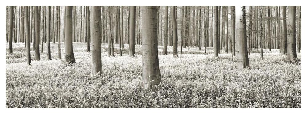 Beech forest with bluebells, Belgium-Paper Art-56"x20"