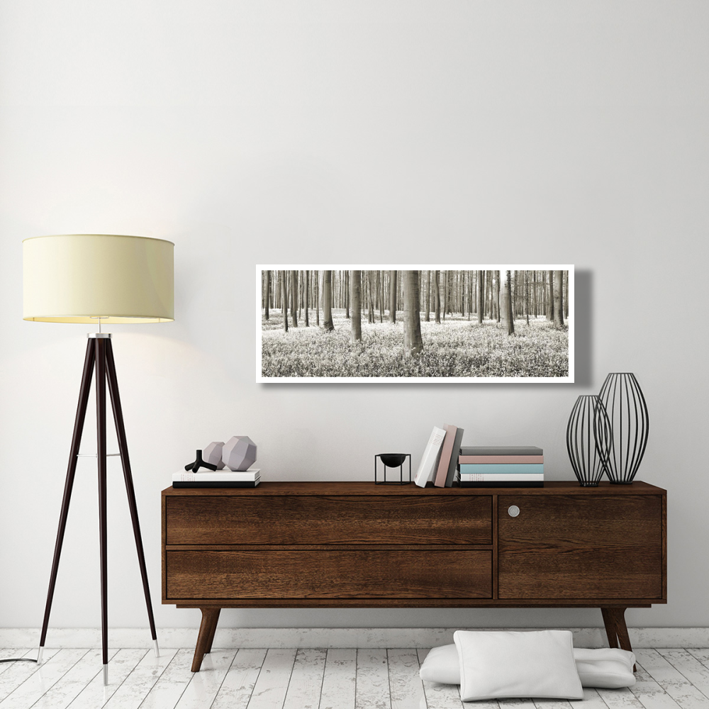Beech forest with bluebells, Belgium-Paper Art-56&quotx20"
