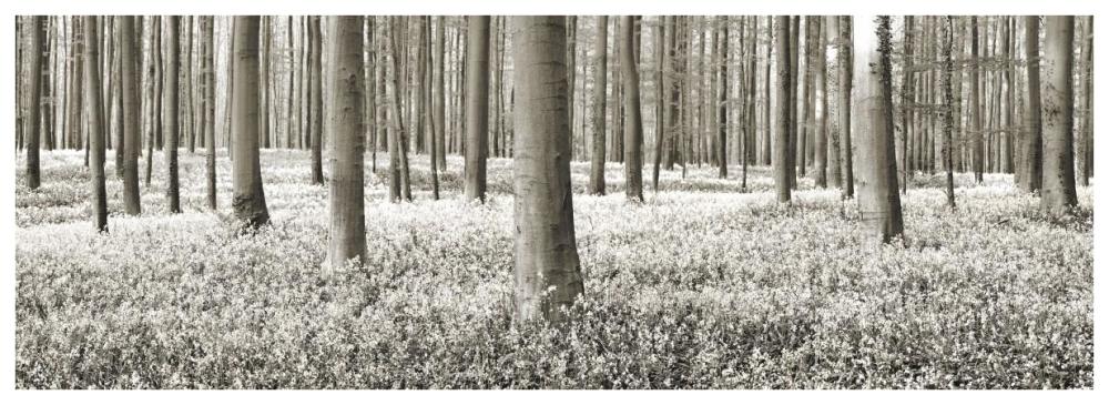 Beech forest with bluebells, Belgium-Paper Art-74"x26"