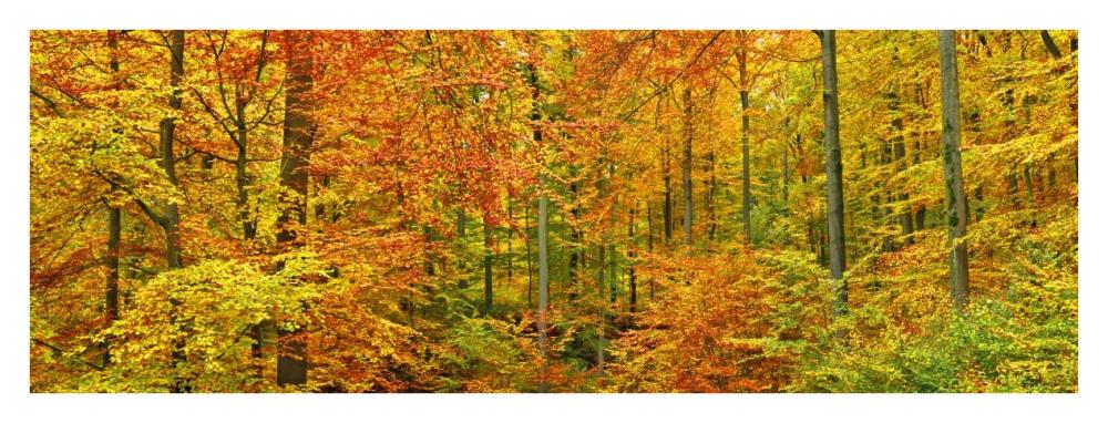 Beech forest in autumn, Kassel, Germany-Paper Art-38"x14"