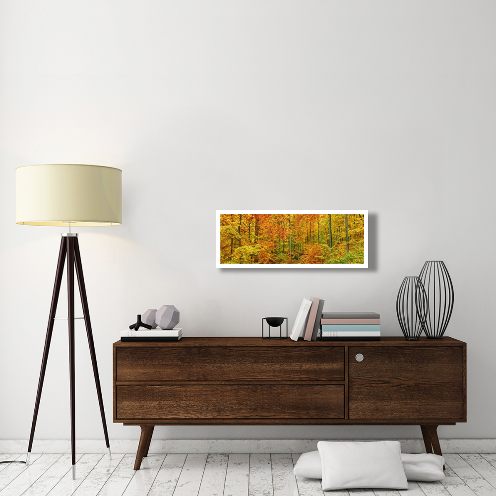 Beech forest in autumn, Kassel, Germany-Paper Art-38&quotx14"