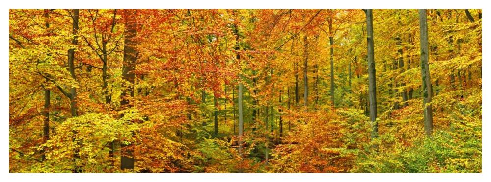Beech forest in autumn, Kassel, Germany-Paper Art-56"x20"