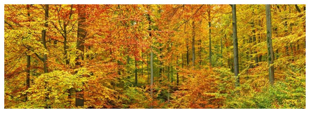 Beech forest in autumn, Kassel, Germany-Paper Art-74"x26"