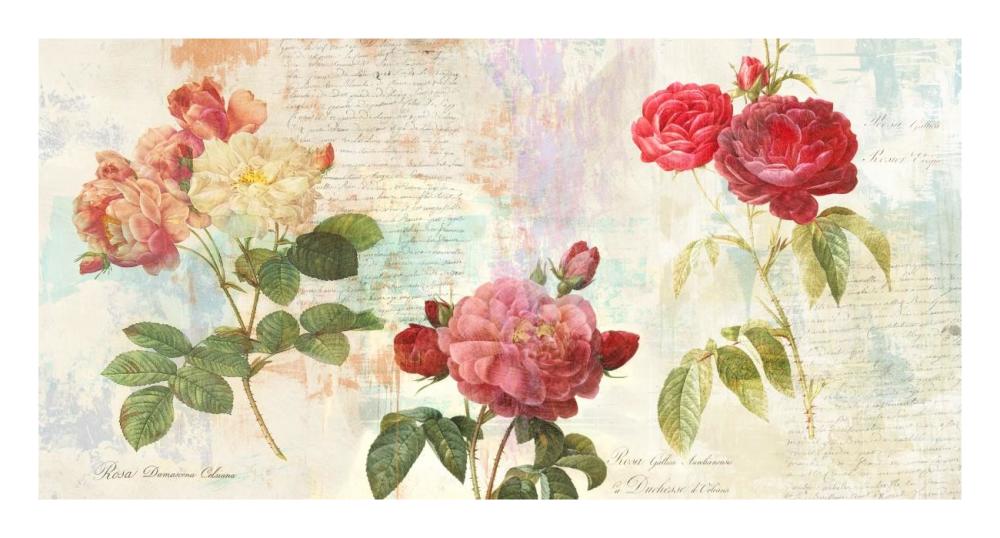 Redoute's Roses 2.0-Paper Art-26"x14"