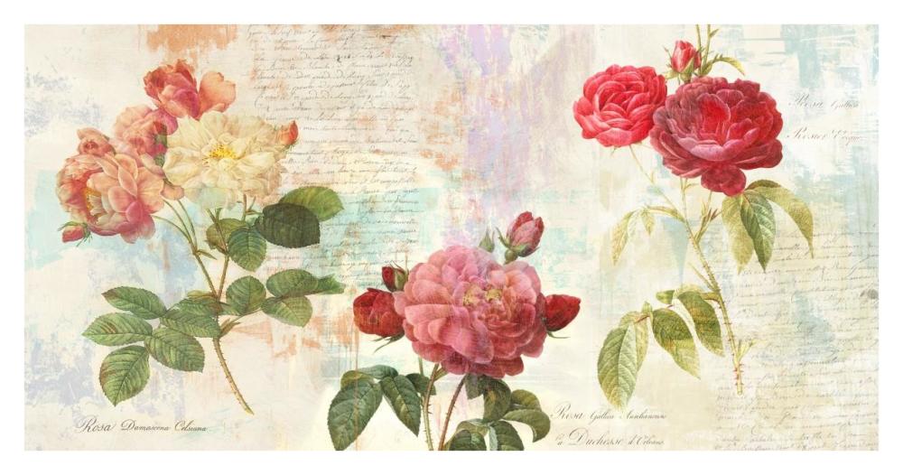 Redoute's Roses 2.0-Paper Art-38"x20"