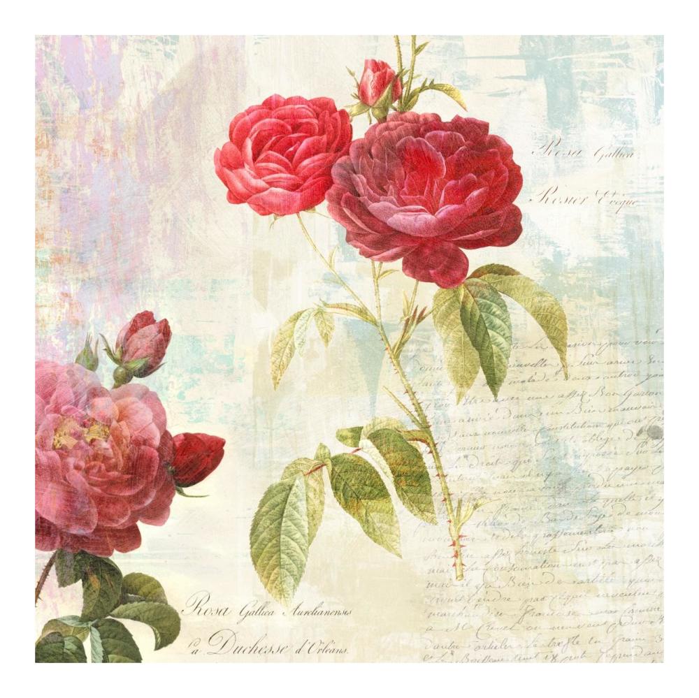 Redoute's Roses 2.0 II-Paper Art-20"x20"
