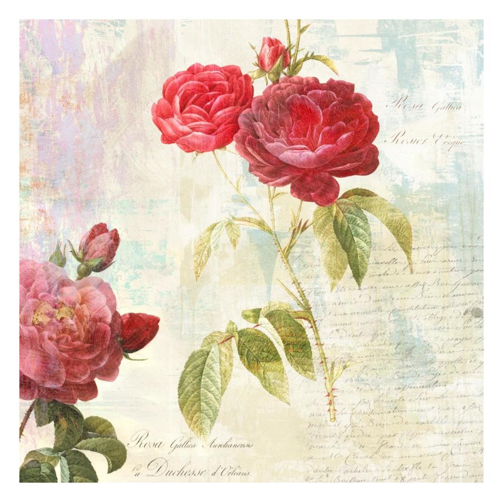 Redoute's Roses 2.0 II-Paper Art-26"x26"