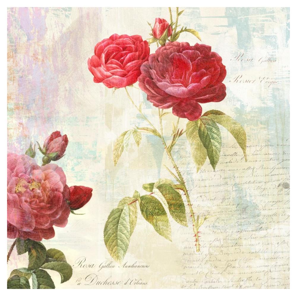 Redoute's Roses 2.0 II-Paper Art-42"x42"