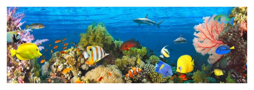 Life in the Coral Reef, Maldives-Paper Art-38"x14"