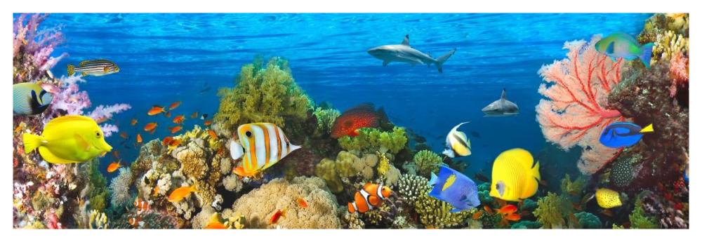 Life in the Coral Reef, Maldives-Paper Art-56"x20"