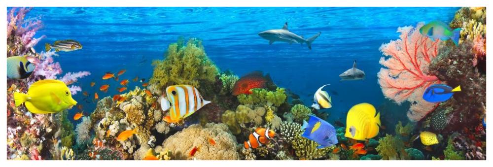 Life in the Coral Reef, Maldives-Paper Art-74"x26"