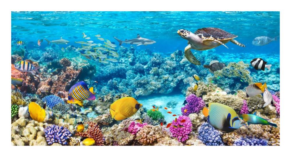 Sea Turtle and fish, Maldivian Coral Reef-Paper Art-26"x14"