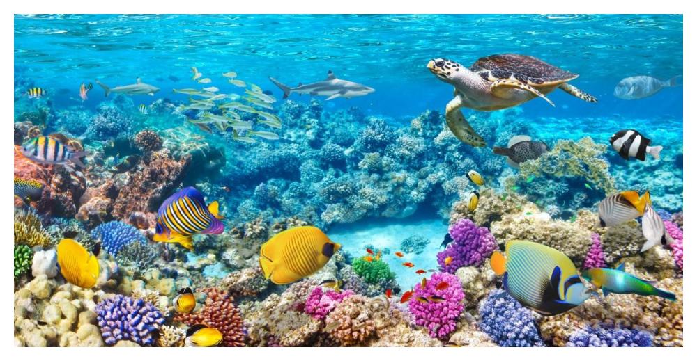 Sea Turtle and fish, Maldivian Coral Reef-Paper Art-50"x26"