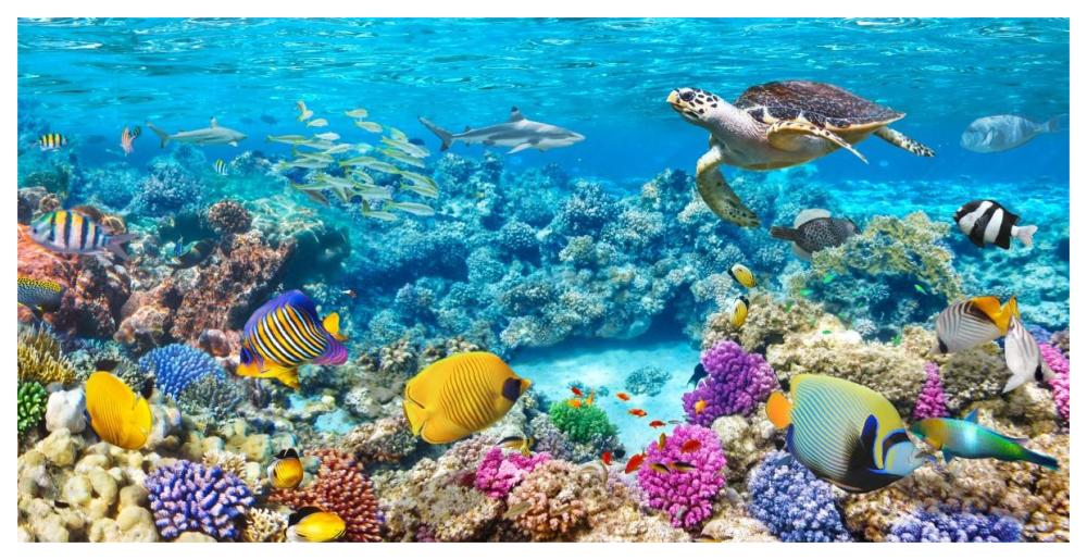 Sea Turtle and fish, Maldivian Coral Reef-Paper Art-62"x32"