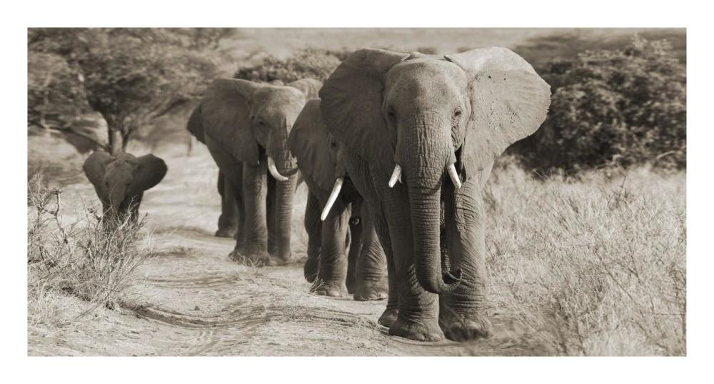 Herd of African Elephants, Kenya-Paper Art-26"x14"