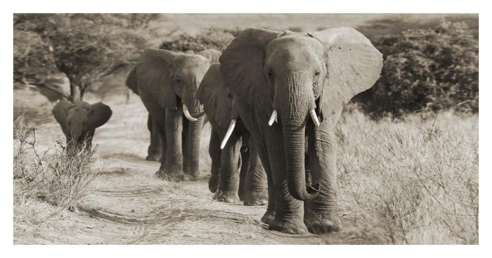 Herd of African Elephants, Kenya-Paper Art-38"x20"