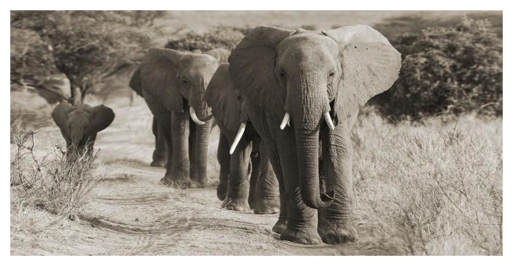 Herd of African Elephants, Kenya-Paper Art-50"x26"