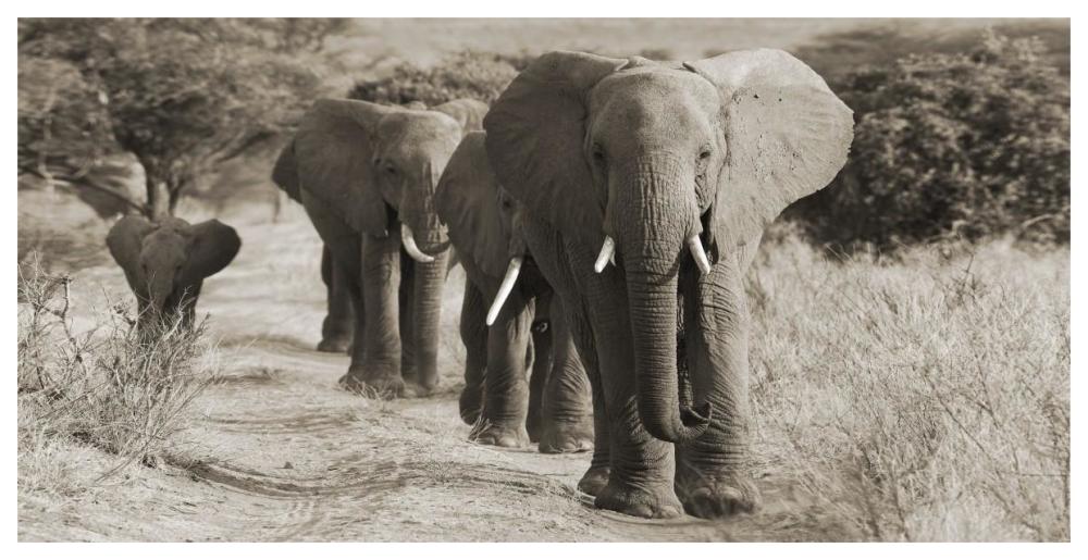 Herd of African Elephants, Kenya-Paper Art-62"x32"
