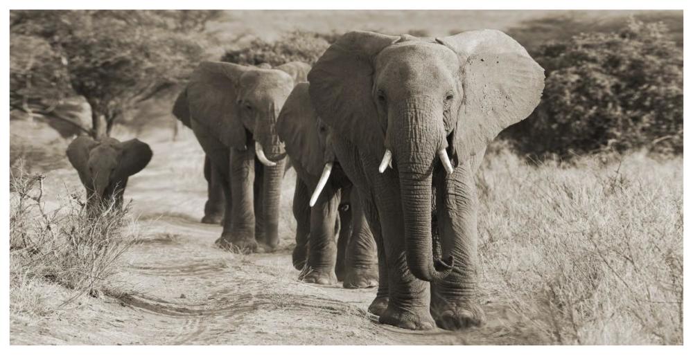 Herd of African Elephants, Kenya-Paper Art-74"x38"