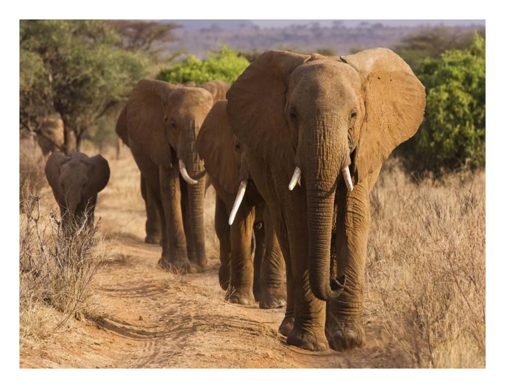 Herd of African Elephants, Kenya-Paper Art-26"x20"