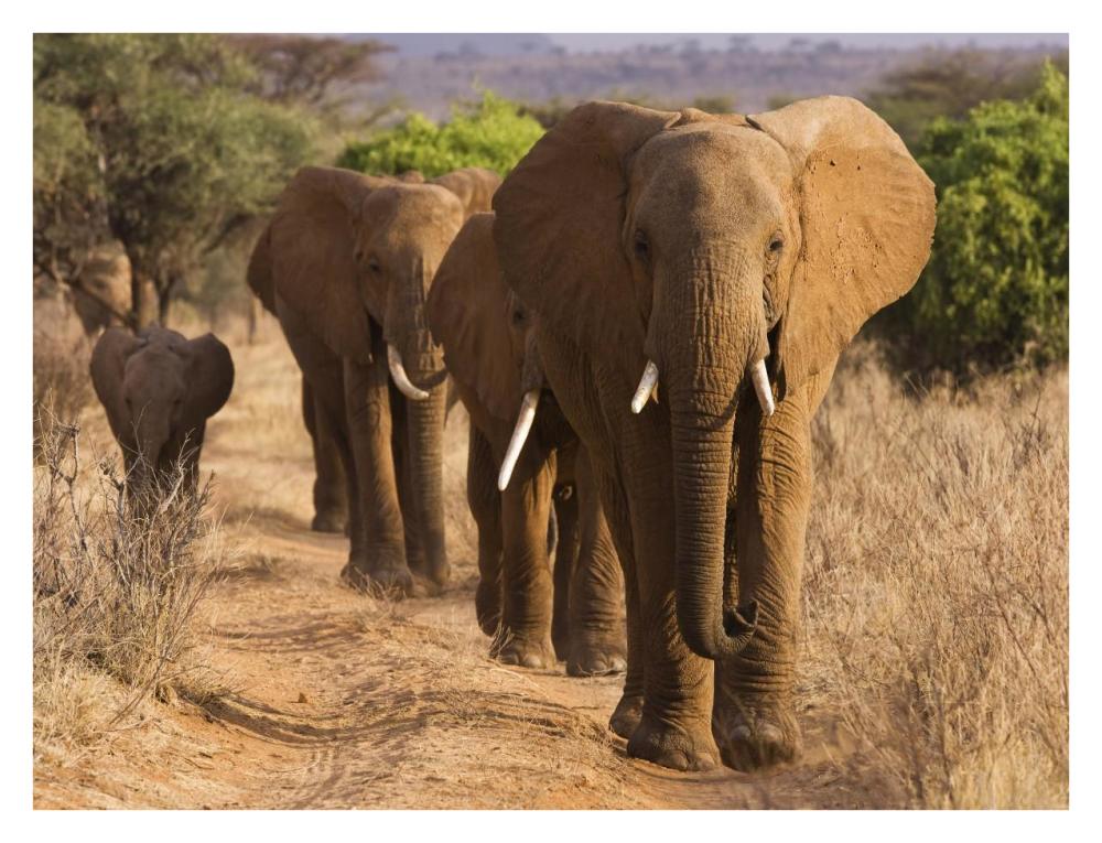 Herd of African Elephants, Kenya-Paper Art-34"x26"
