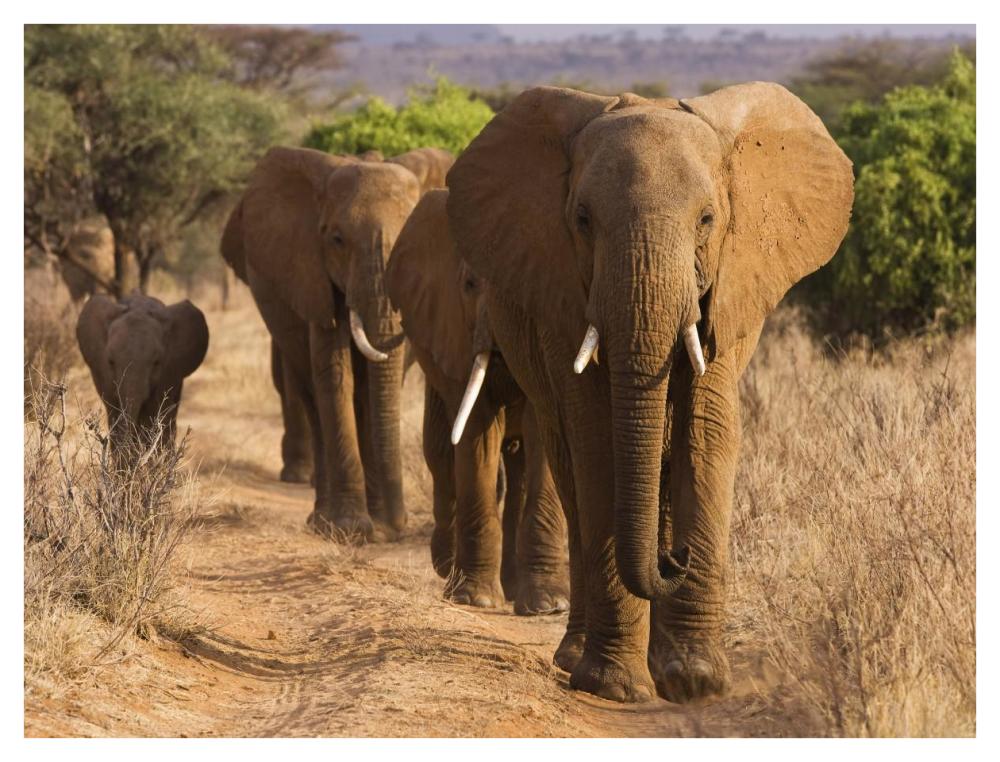 Herd of African Elephants, Kenya-Paper Art-42"x32"