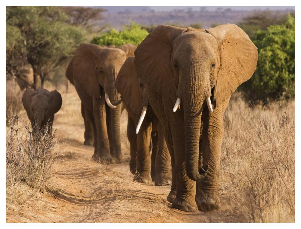 Herd of African Elephants, Kenya-Paper Art-50"x38"